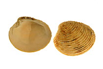 Warty venus (Venus verrucosa) shells showing inside and outside, Mediterranean, France