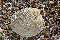 Warty venus (Venus verrucosa) shell on beach, Mediterranean, France