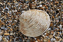 Warty venus (Venus verrucosa) shell on beach, Mediterranean, France
