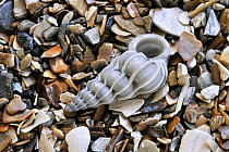 Common wentletrap (Epitonium clathrus) shell on beach, Belgium