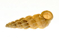 Common wentletrap (Epitonium clathrus) shell, Normandy, France