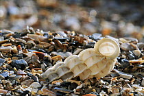 Common wentletrap (Epitonium clathrus) shell on beach, Normandy, France