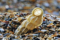 Common wentletrap (Epitonium clathrus) shell on beach, Normandy, France