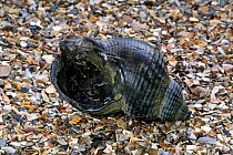 Common whelk (Buccinum undatum) shell from North Sea on beach, Belgium
