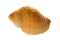 Common whelk (Buccinum undatum) shell, Normandy, France