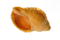 Common whelk (Buccinum undatum) shell showing aperture, Normandy, France