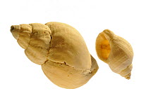 Two Common whelk (Buccinum undatum) shells, Normandy, France