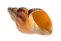 Common whelk (Buccinum undatum) shell showing aperture, Normandy, France