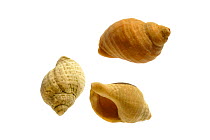 Three Common whelk (Buccinum undatum) shells, Normandy, France