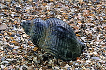 Common whelk (Buccinum undatum) from North Sea on beach, Belgium