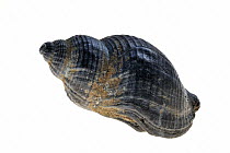 Common whelk (Buccinum undatum) from the North Sea, Belgium