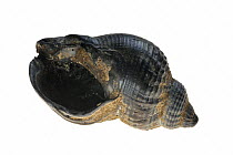 Common whelk (Buccinum undatum) from the North Sea, shell showing aperture, Belgium