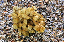Common whelk (Buccinum undatum) egg mass / sea wash ball, Belgium