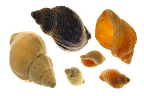 Six Common whelk (Buccinum undatum) shells, Normandy, France