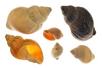 Six Common whelk (Buccinum undatum) shells, Normandy, France