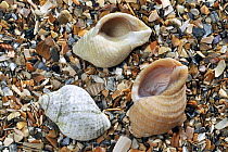 Three Common whelk (Buccinum undatum) shells on beach, Normandy, France