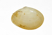 White furrow shell (Abra alba), Belgium
