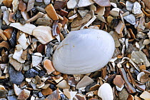 White furrow shell (Abra alba) on beach, Belgium
