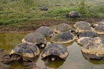 Galapagos Giant Tortoises (Geochelone elephantophus vandenburghi) in a small pool of water, Alcedo Volcano crater floor, Isabela Island, Galapagos Islands