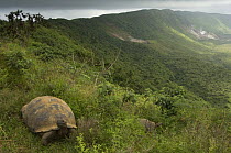 Galapagos Giant Tortoise (Geochelone elephantophus vandenburghi) on the rim of volcano, Alcedo Volcano, Alcedo Volcano crater floor, Isabela Island