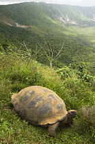 Galapagos Giant Tortoise (Geochelone elephantophus vandenburghi) feeding on the rim of volcano, Alcedo Volcano, Alcedo Volcano crater floor, Isabela Island