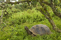 Galapagos Giant Tortoise (Geochelone elephantophus vandenburghi) in vegetation on the rim of the Alcedo Volcano, Alcedo Volcano crater floor, Isabela Island