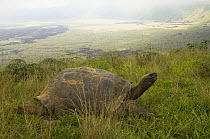 Galapagos Giant Tortoise (Geochelone elephantophus vandenburghi) in long grass on the rim of the Alcedo Volcano, Alcedo Volcano crater floor, Isabela Island, Galapagos Islands