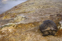 Galapagos Giant Tortoise (Geochelone elephantophus vandenburghi) near fumaroles, Alcedo Volcano crater floor, Isabela Island, Galapagos Islands