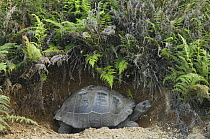 Galapagos Giant Tortoise (Geochelone elephantophus vandenburghi) in a small hole, Alcedo Volcano crater floor, Isabela Island, Galapagos Islands