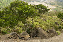 Two Galapagos Giant Tortoises (Geochelone elephantophus vandenburghi) Alcedo Volcano crater floor, Isabela Island, Galapagos Islands, Ecuador, South America