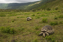 Two Galapagos Giant Tortoise (Geochelone elephantophus vandenburghi) Alcedo Volcano crater floor, Isabela Island, Galapagos Islands, Ecuador, South America