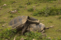 Galapagos Giant Tortoise (Geochelone elephantophus vandenburghi) mating, Alcedo Volcano crater floor, Isabela Island, Galapagos Islands, Ecuador, South America