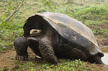 Galapagos Giant Tortoise (Geochelone elephantophus vandenburghi) leaving pool of water, Alcedo Volcano crater floor, Isabela Island, Galapagos Islands, Ecuador, South America