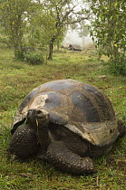 Galapagos Giant Tortoise (Geochelone elephantophus vandenburghi) eating grass, Alcedo Volcano crater floor, Isabela Island, Galapagos Islands, Ecuador, South America