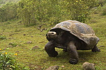 Galapagos Giant Tortoise (Geochelone elephantophus vandenburghi) walking, Alcedo Volcano crater floor, Isabela Island, Galapagos Islands, Ecuador, South America