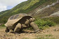 Galapagos Giant Tortoise (Geochelone elephantophus vandenburghi) walking and eating with a steam vent in the background, Alcedo Volcano crater floor, Isabela Island, Galapagos Islands, Ecuador, South...
