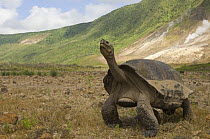 Galapagos Giant Tortoise (Geochelone elephantophus vandenburghi) stretching its neck, with steam vents in the background, Alcedo Volcano crater floor, Isabela Island, Galapagos Islands, Ecuador, South...