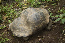Deformed Galapagos Giant Tortoise (Geochelone elephantophus vandenburghi) Alcedo Volcano crater floor, Isabela Island, Galapagos Islands, Ecuador, South America