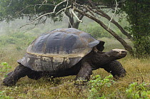 Galapagos Giant Tortoise (Geochelone elephantophus vandenburghi) Alcedo Volcano crater floor, Isabela Island, Galapagos Islands, Ecuador, South America