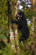 Wild Spectacled / Andean Bear (Tremarctos ornatus) adolescent male up a tree feeding on fruiting Aquacartillo, Maquipucuna Foundation Cloud Forest Reserve, Andes, Ecuador, South America