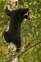 Wild Spectacled / Andean Bear (Tremarctos ornatus) cub climbing tree to feed on fruit, Maquipucuna Foundation Cloud Forest Reserve, Andes, Ecuador, South America