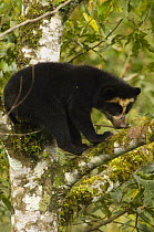 Spectacled / Andean Bear (Tremarctos ornatus) cub up a tree, Maquipucuna Foundation Cloud Forest Reserve, Andes, Ecuador, South America