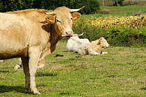 Charolais domestic cattle (Bos taurus) near Puydarrieux village, Gascony, France.