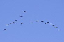 Migrating flock of Common Cormorant (Phalacrocorax carbo) in flight overhead, Pyrenees, Spain, Autumn 2008