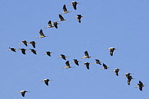 Flock of migrating Common Eurasian cranes (Grus grus) in flight, Lac du Der-Chantecoq, Champagne, France.