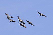 Common eurasian cranes (Grus grus) migrating over Lac du Der-Chantecoq, Champagne, France, a major migration stop-off point. 2008