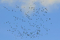 Migrating Common eurasian cranes (Grus grus) using thermals to gain height over Pyrenees mountains on France / Spain border. November 2008