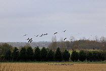 Common eurasian cranes (Grus grus) flying over and feeding on harvested maize fields (Zea mays), close to Lac du Der-Chantecoq, Champagne, France, a stop-over point on their autumn migration.