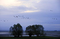 Common eurasian cranes (Grus grus) flying from Lac du Der-Chantecoq, Champagne, France, a stop-over point on their autumn migration, 2008