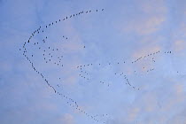 Common eurasian cranes (Grus grus) returning to roost at Lac du Der-Chantecoq, Champagne, France at dusk. 2008